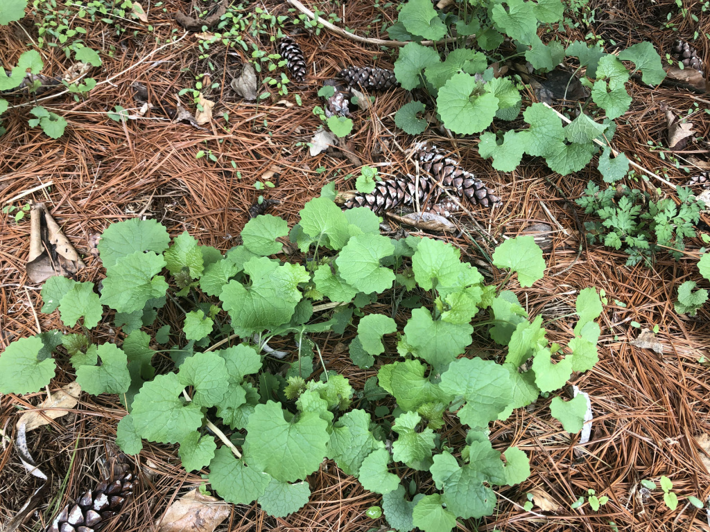 Foraging in the backyard